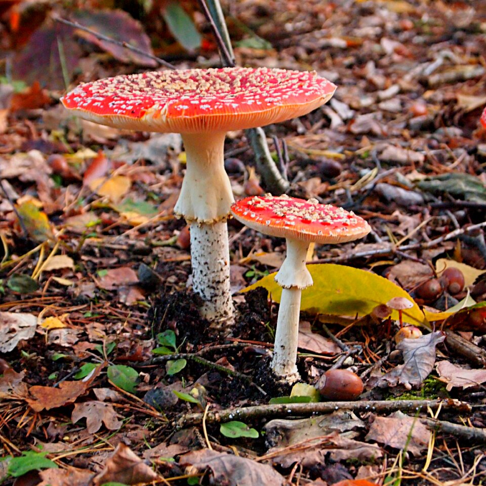 Autumn forest fly agaric