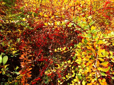 Autumn bush colors