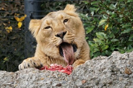 Female predator lion photo