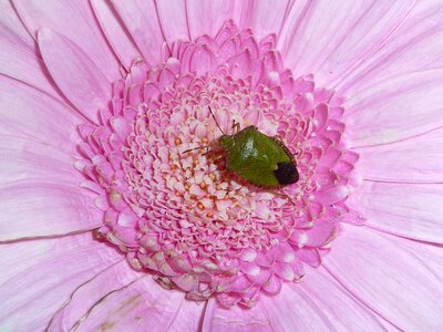 Pest bug flower