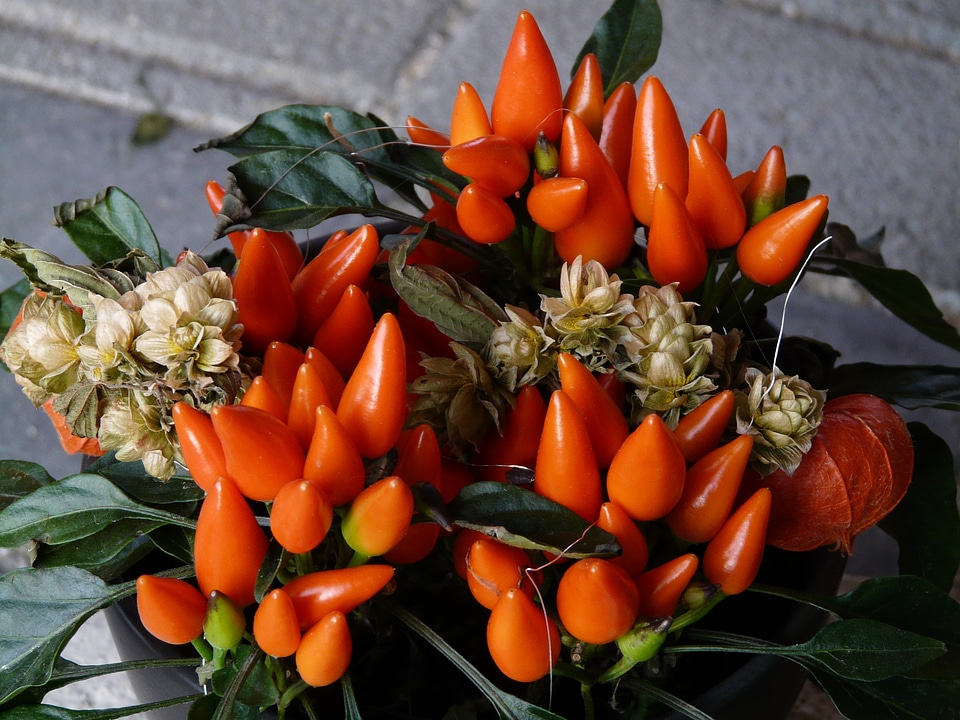 Peppers orange gaudy