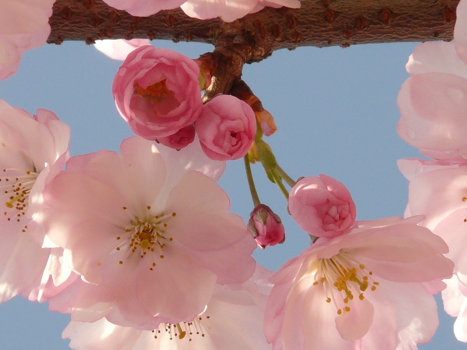 Tree japanese cherry japanese flowering cherry