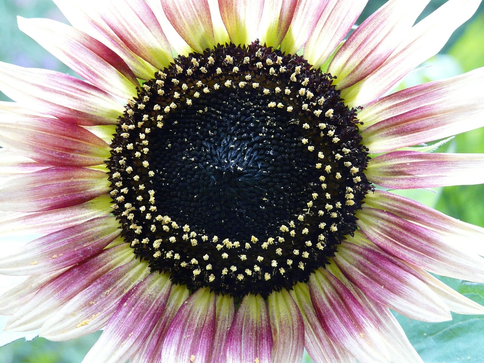 Plant flora summer
