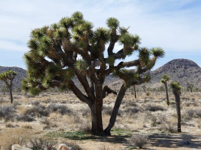 Josuabaum joshua tree mojave desert photo