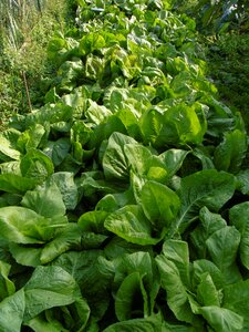 Garden vegetables green