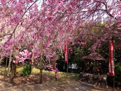 Flowers japan guardian deity of children