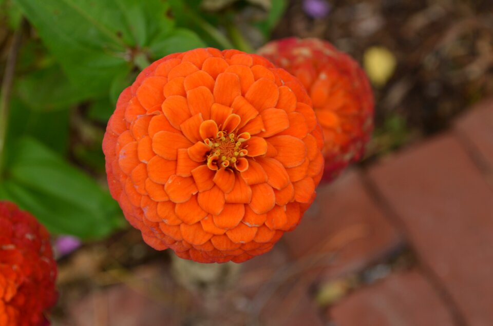 Orange garden