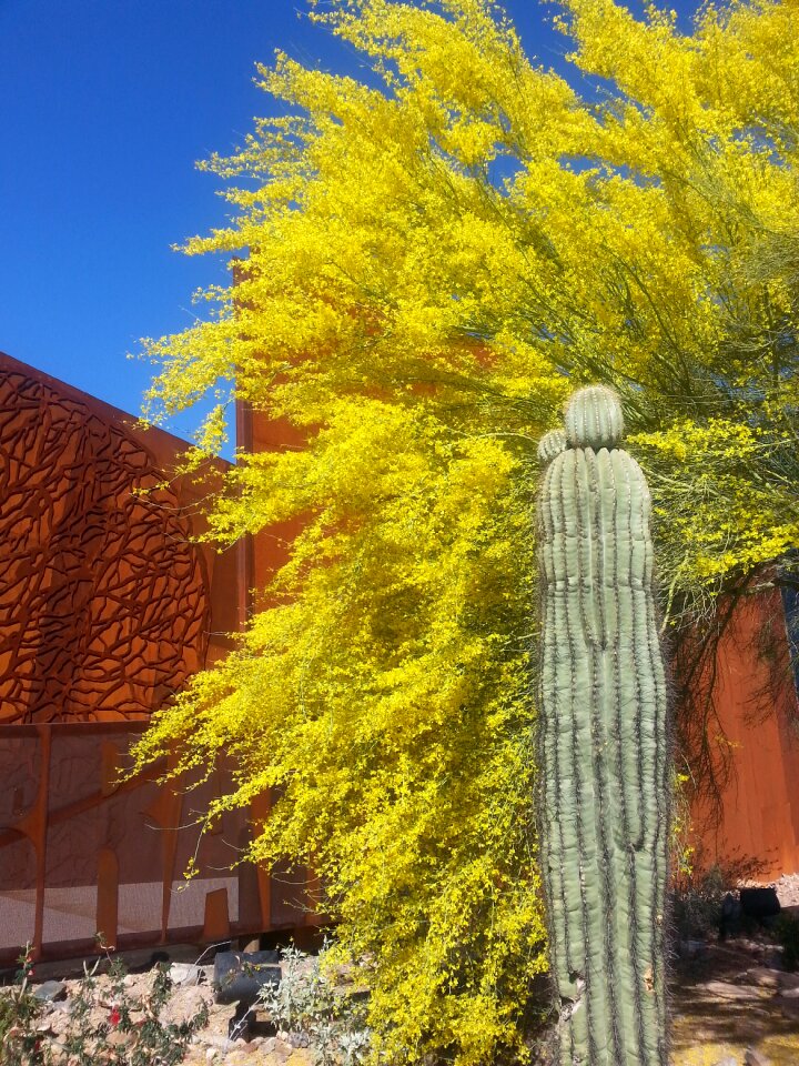 Cactus rust trees