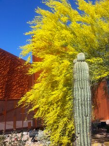 Cactus rust trees
