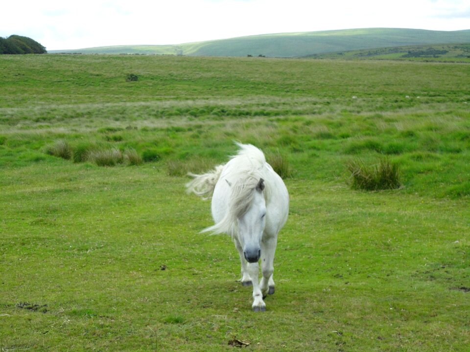 Small horse breed pasture nature