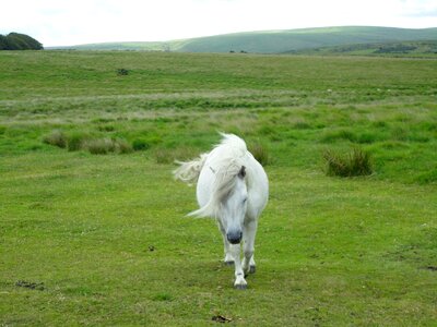 Small horse breed pasture nature