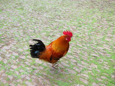 Poultry domestic poultry farming