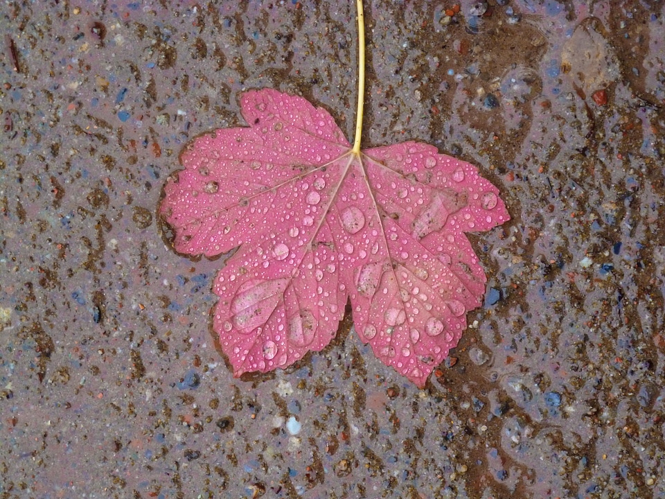 Rain autumn drop of water