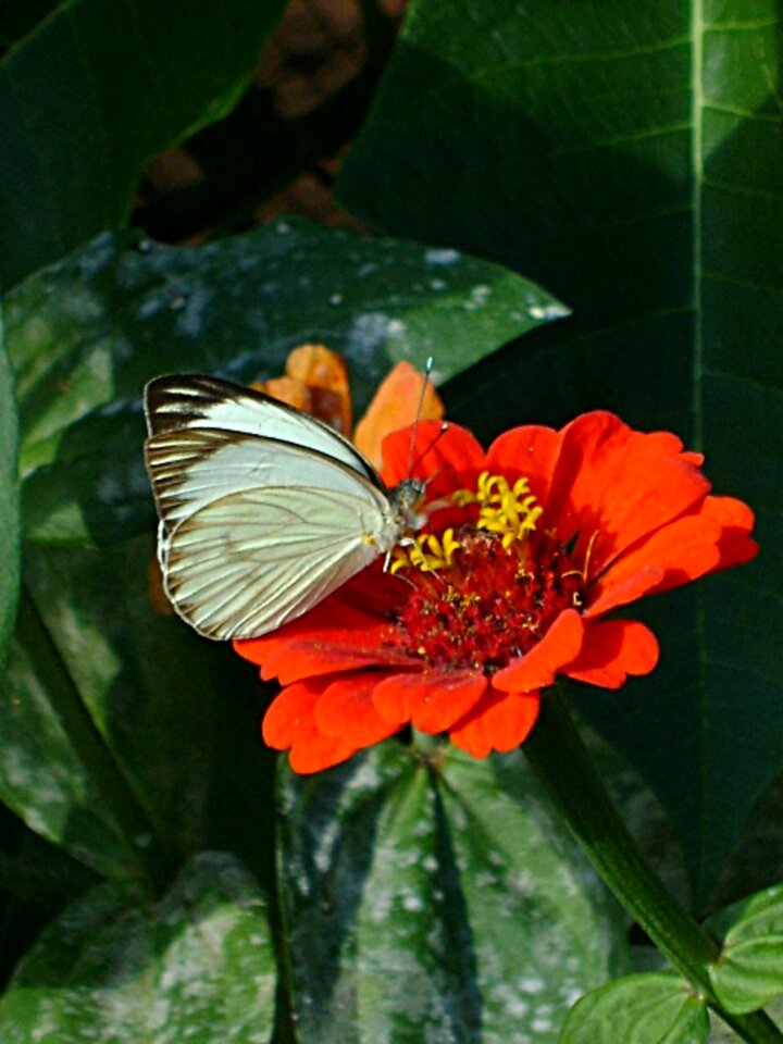 Flower red insect
