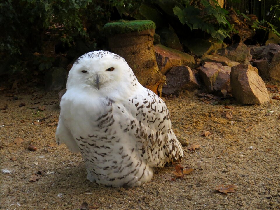 Zoo animals owl