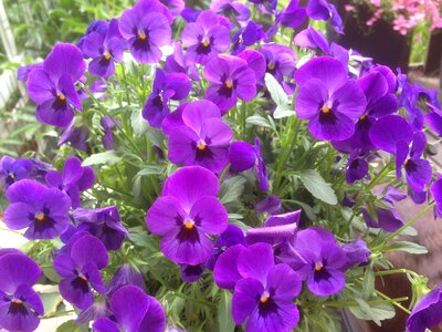 Flower garden pansies