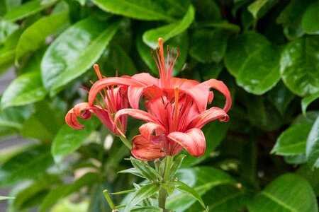 Plant summer red