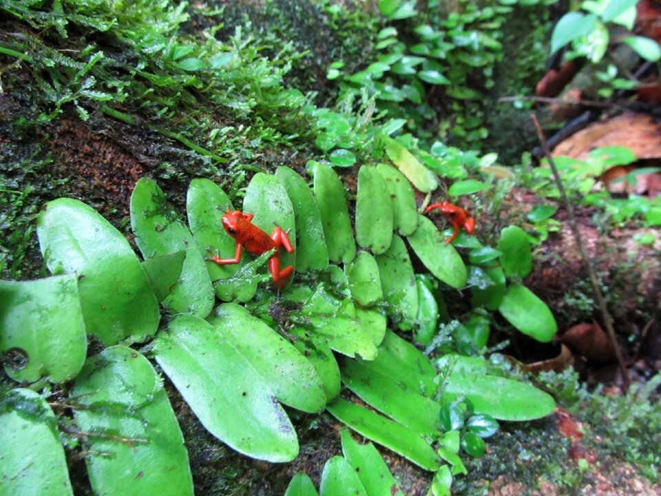 Frog poison tropical