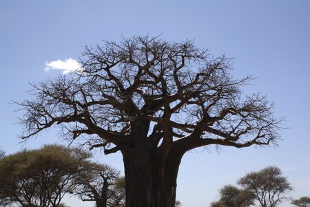 Africa jungle taranguire