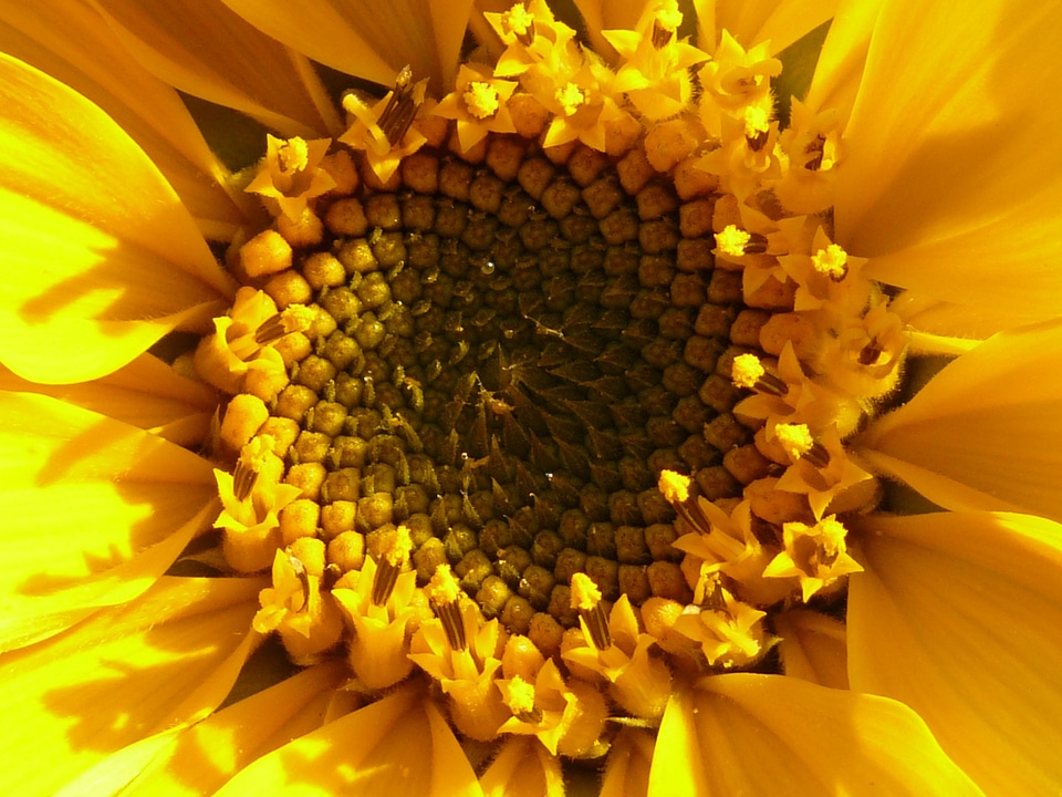 Tubular flowers sunflower helianthus annuus