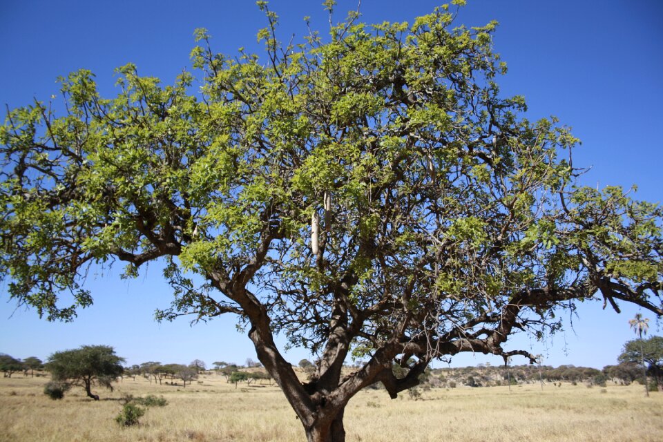 Africa jungle taranguire