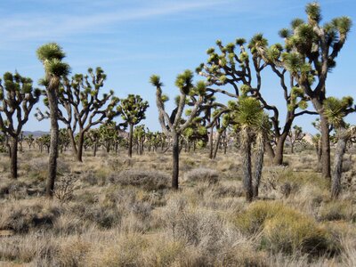 National park joshua-tree desert