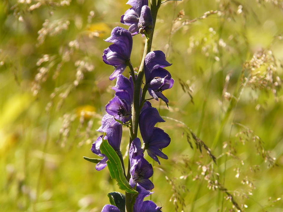 Purple aconitum napellus aconite