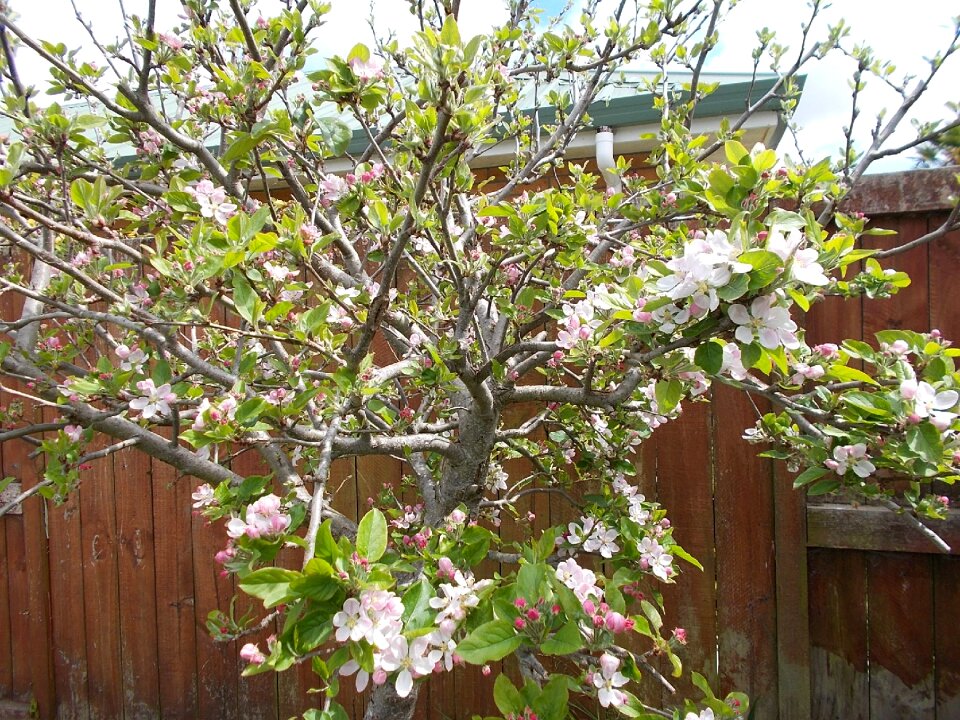 Nature spring flower tree