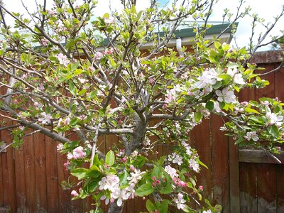 Nature spring flower tree photo