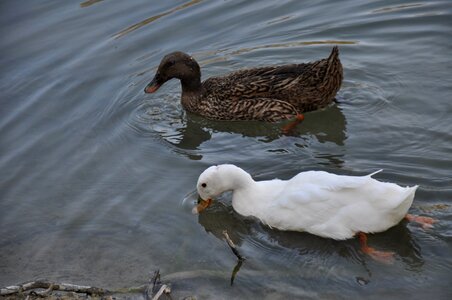 Lake river ducks photo