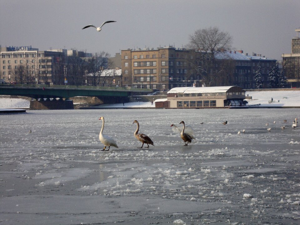 Frozen river water birds spacer photo