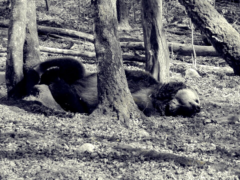 Brown bear wild animal predator