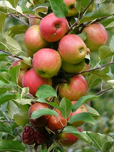 Red apple orchard apple tree