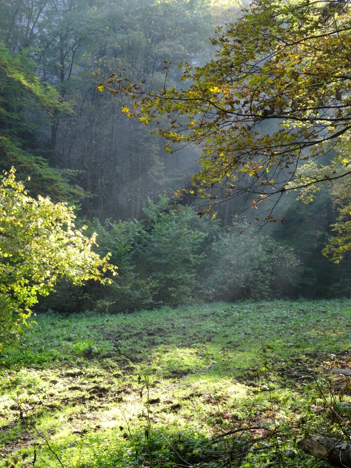 Spring forest trees