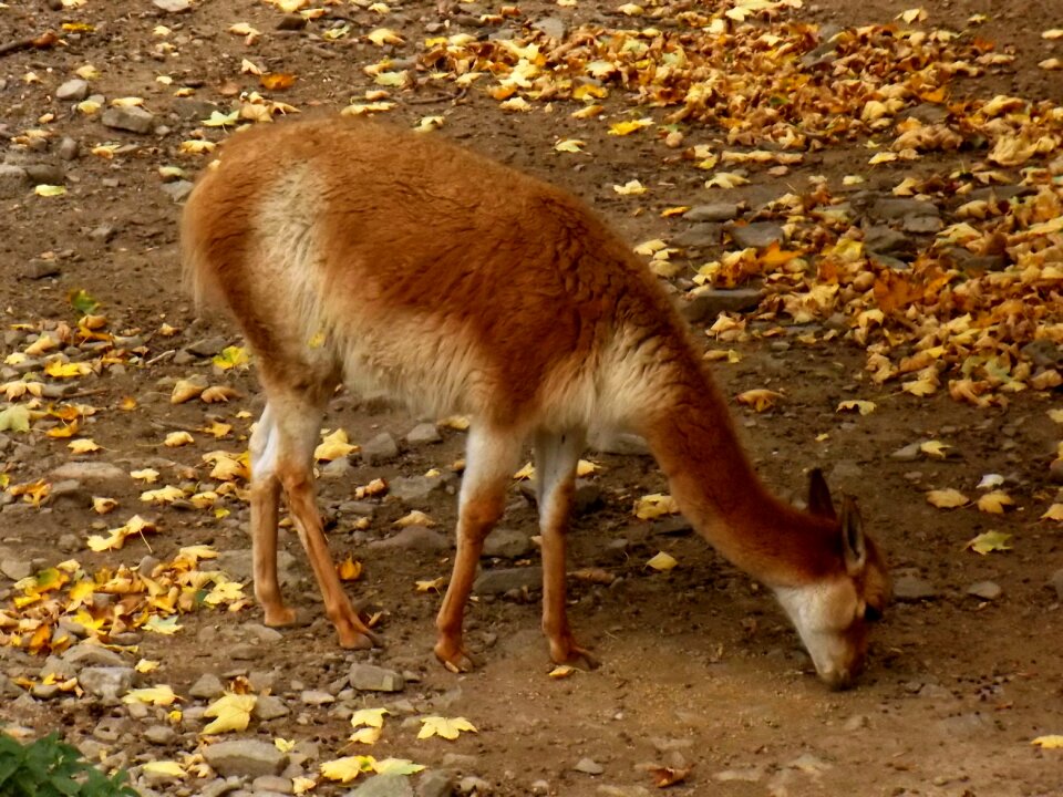 Brown mammal camel
