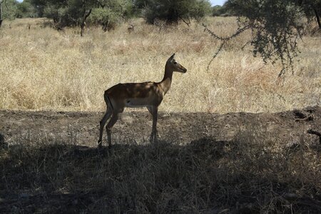 Bambi africa animals photo