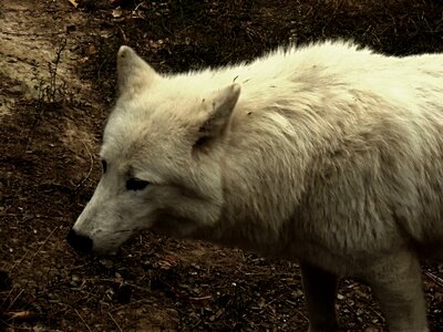 Mammal zoo wolf