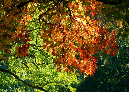 Freshly fallen fall leaves autumn