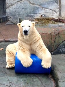 Play polar bear zoo