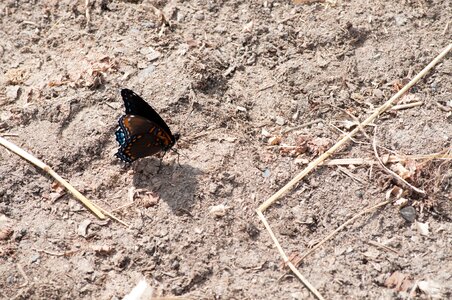 Insect blue