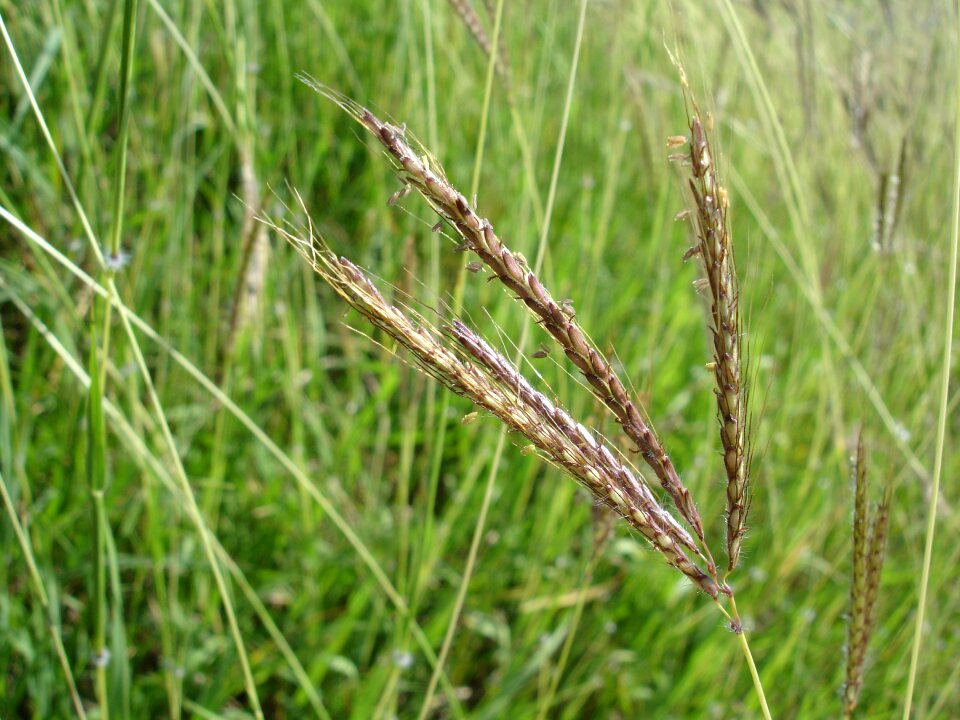 Zoom foreground stems