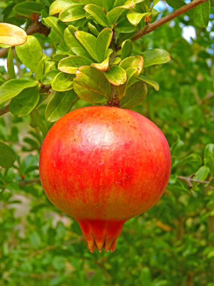 Fruit autumn tree