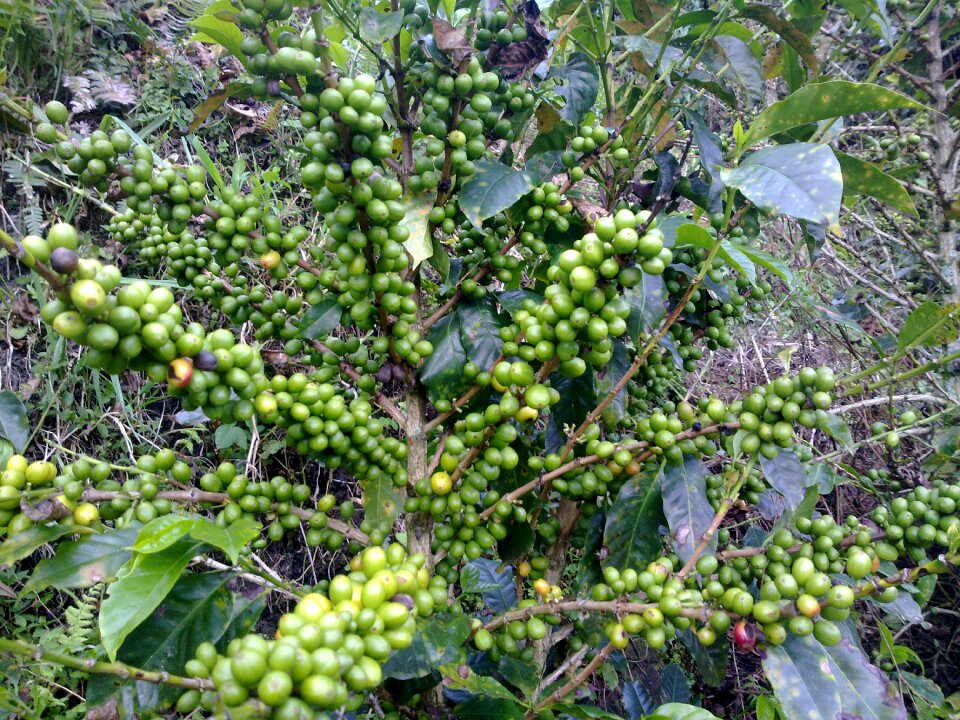 Green tree caturra