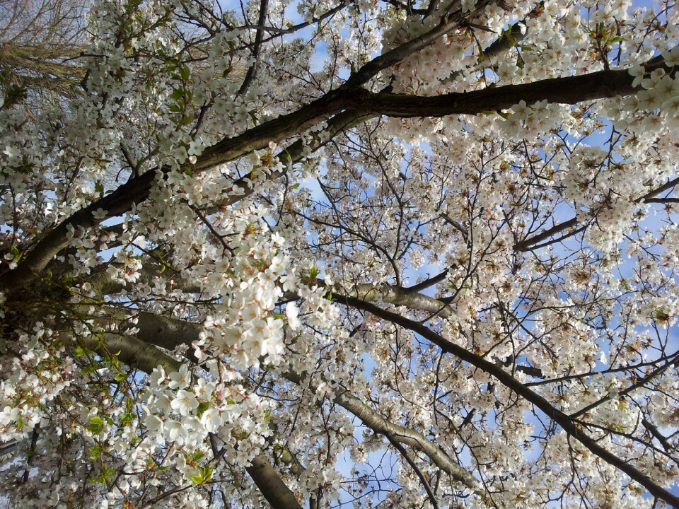 Bloom branches trees