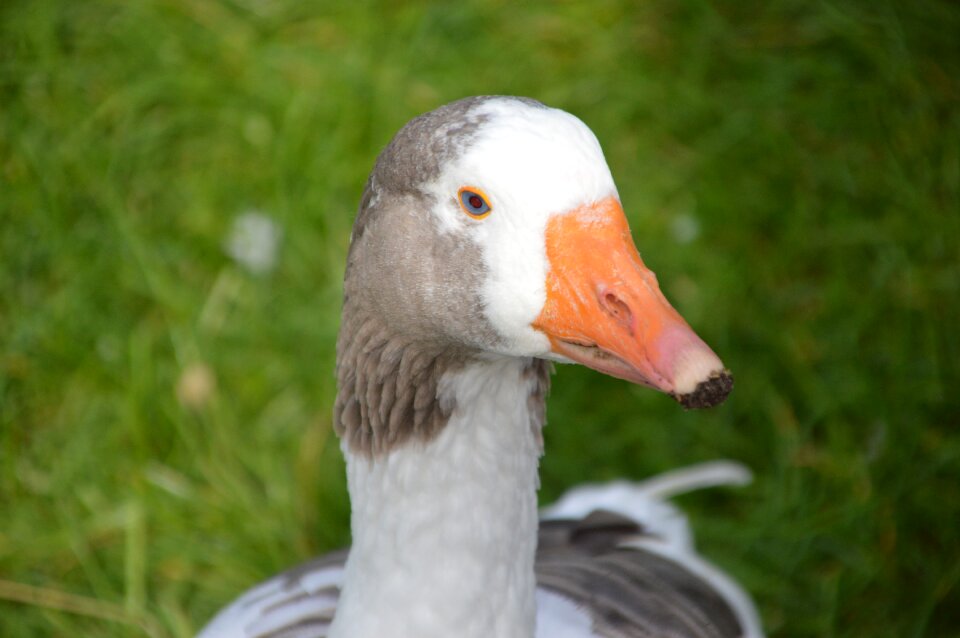 Farm domestic goose water bird