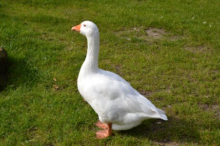 White farm domestic goose photo