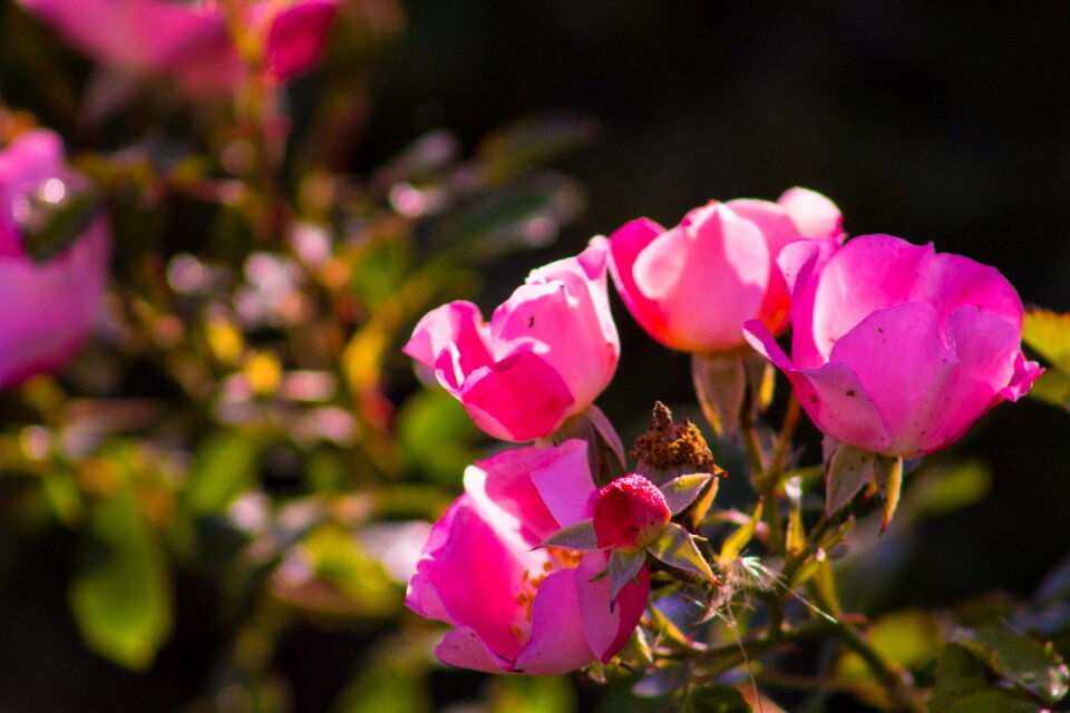 Nature garden blossom photo