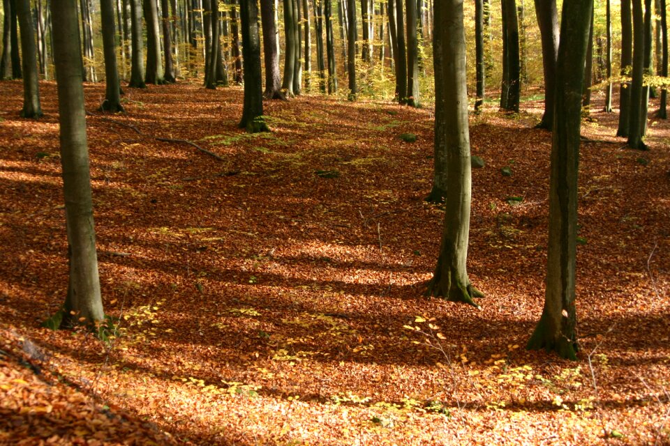 Tree yellow leaves autumn foliage photo