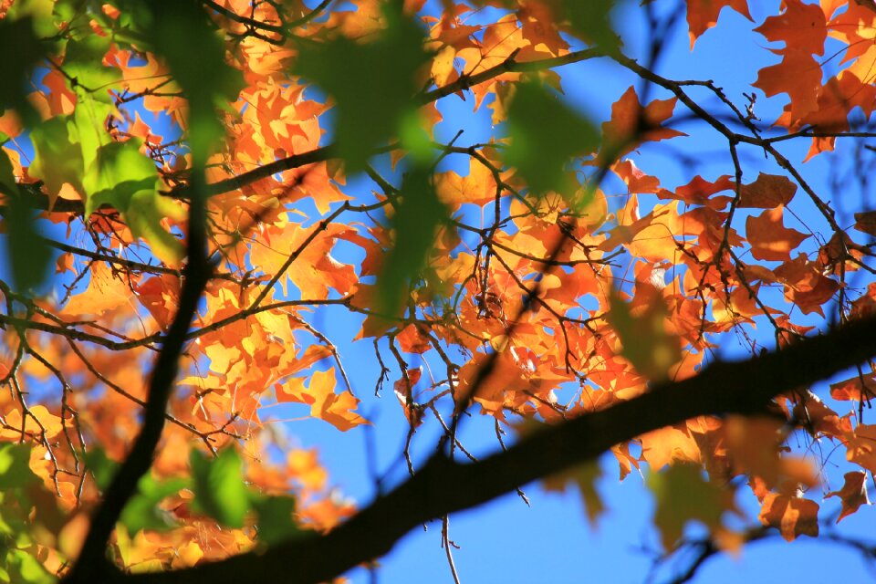 Autumn fall tree