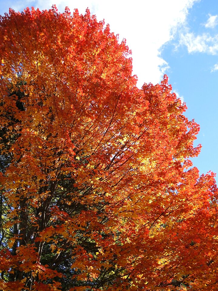 Orange tree leaves photo